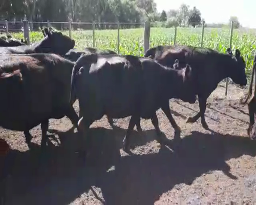 Lote 30 Vacas Angus Preñadas Ultima Cria, en Las Flores, PBA.-