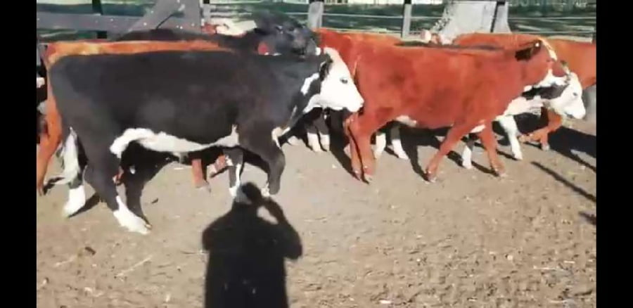 Lote 25 Terneros/as en Villaguay, Entre Ríos