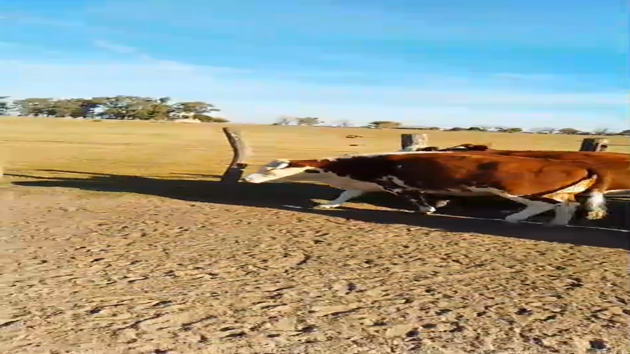 Lote 12 Vacas nuevas C/ gtia de preñez