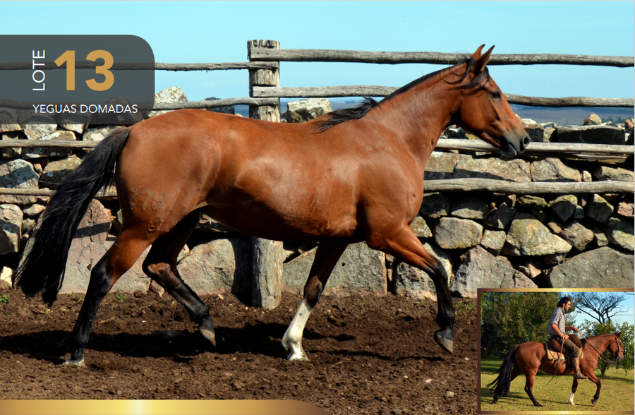 Lote Aquerenciada Cadena