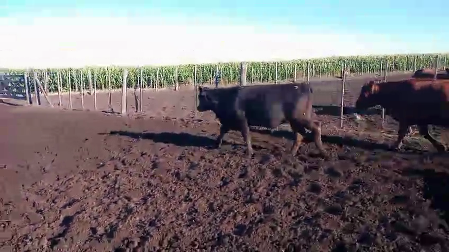 Lote 58 Novillos y Novillitos en Laprida