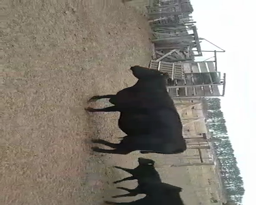 Lote 38 Vacas CUT con cría en Buenos Aires, Mayor Buratovich