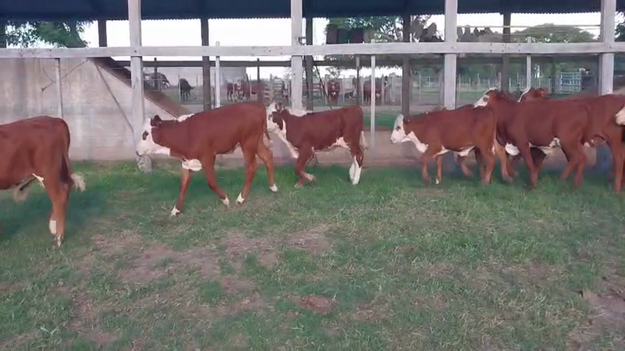 Lote 90 Terneros