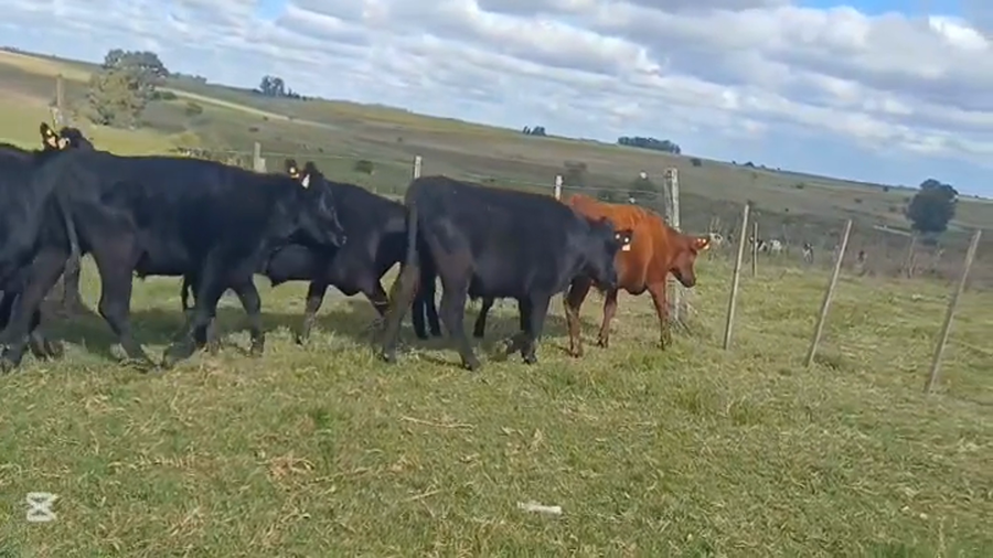 Lote NOVILLOS 1 A 2 AÑOS