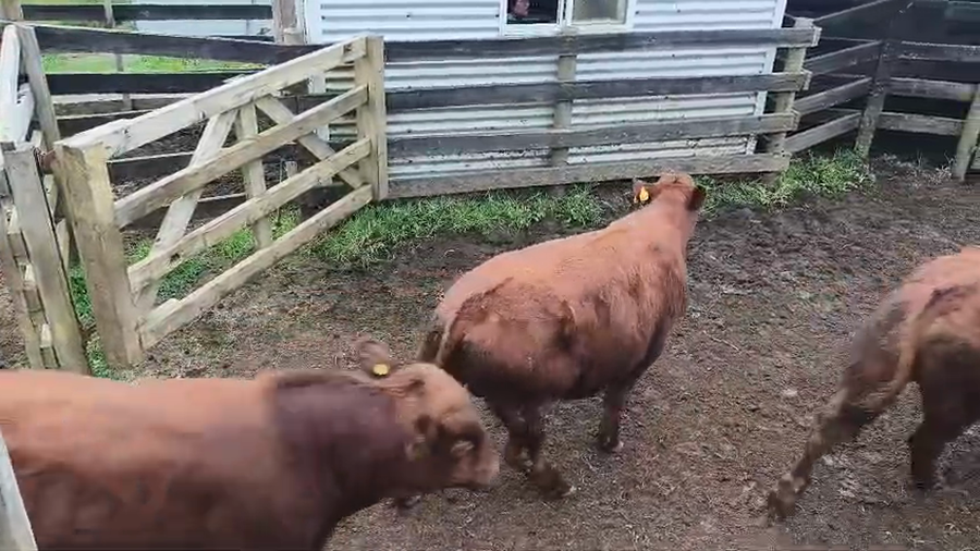 Lote 20 Ternero en Ancud, X Región Los Lagos