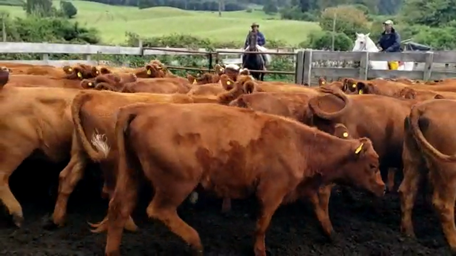 Lote 60 Vaquilla Engorda en Futrono, XIV Región Los Ríos