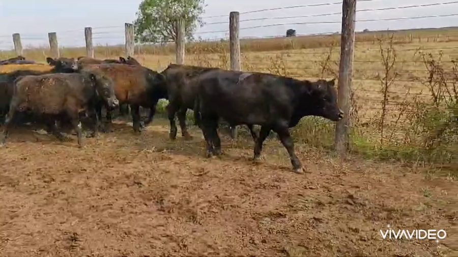 Lote 24 Novillitos en Brandsen, Buenos Aires