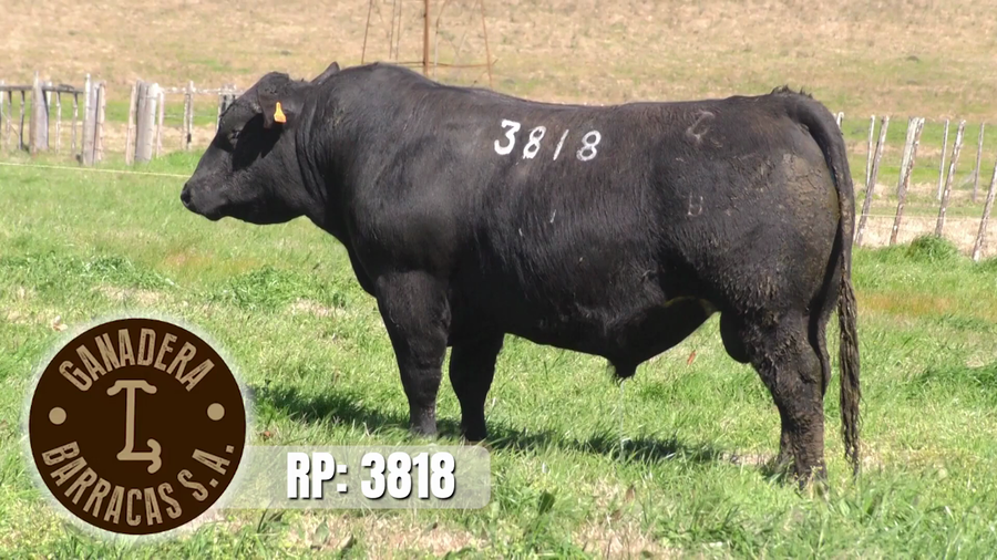 Lote (Vendido)Toros a remate en Ganadera Barracas S.A en Caraguata