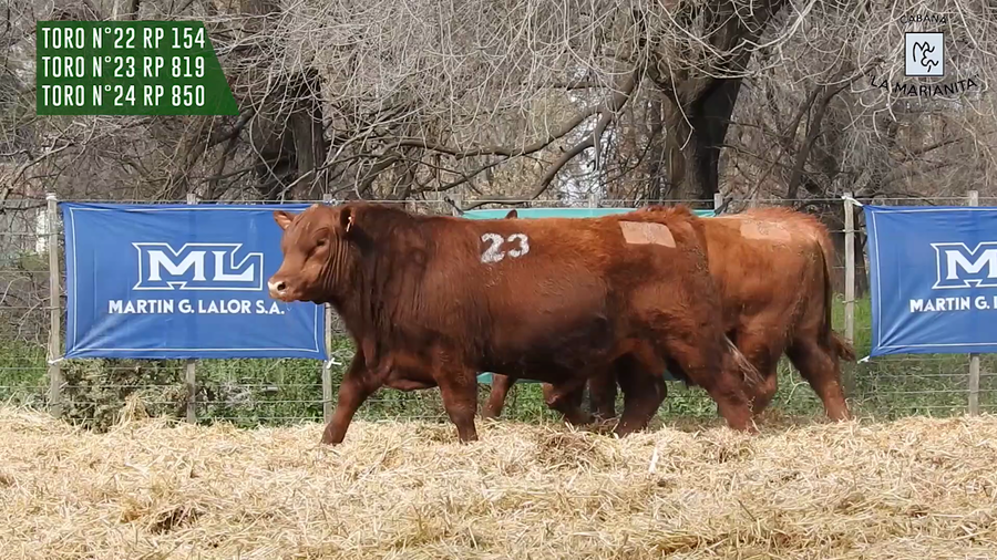 Lote "Cabaña ""La Marianita"" Toros Angus PC"