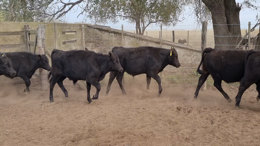 Lote 70 Terneros en BOLIVAR, Buenos Aires