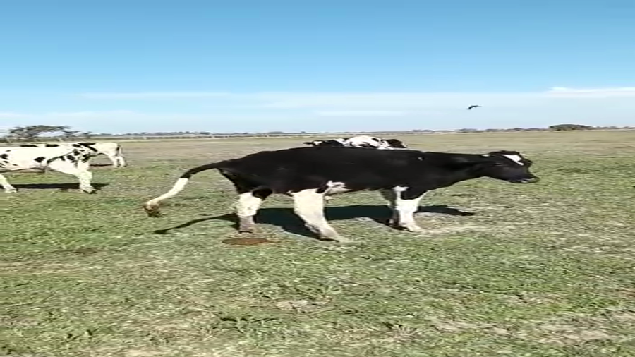 Lote 40 Novillitos en Santa Fe, Tacural