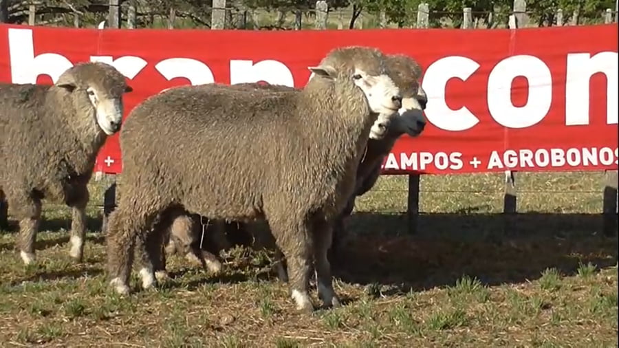 Lote 5 carneros 2 dtes MO 276-072-268-290-073