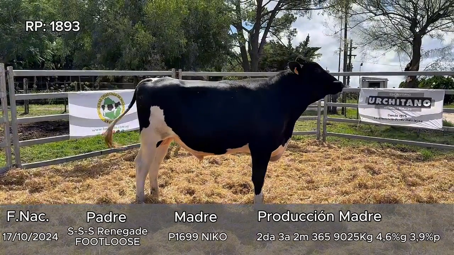 Lote Toros a remate en 5º El Grillo de Gurgitano, Florida