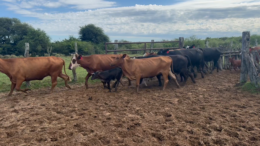 Lote 40 Vacas con Cría  en Corrientes, Perugorría