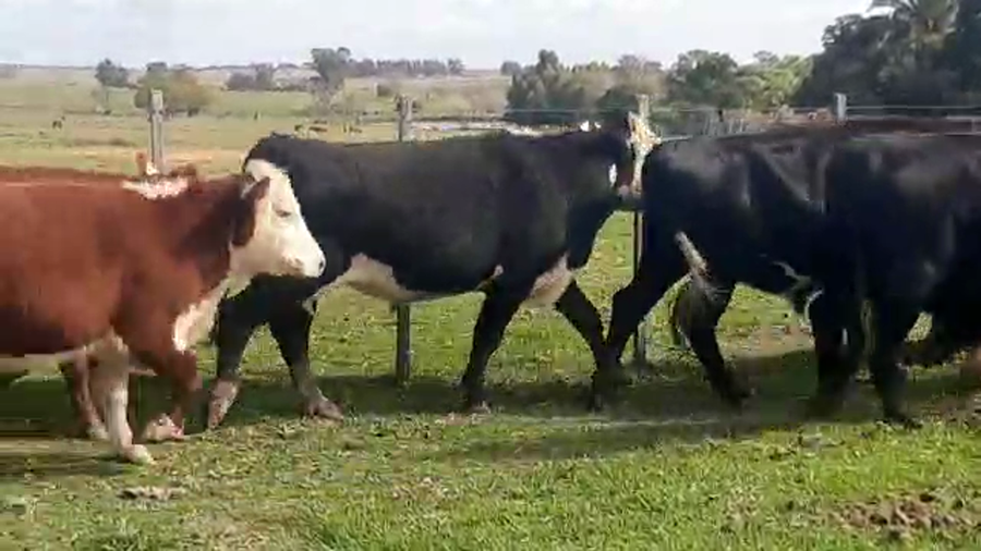 Lote 24 Novillos HEREFORD NORMANDO Y ANGUS a remate en Pantalla Camy Mayo - Desde La Cuenca 390kg - , San José