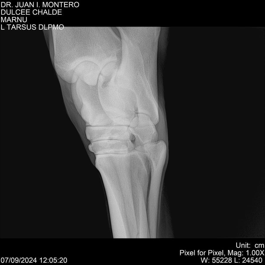 Lote DULCE CHANDEE (Arg)