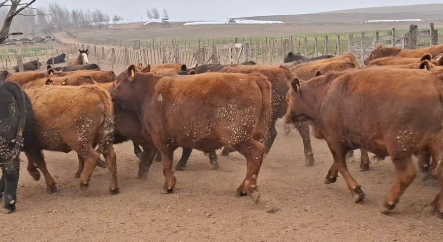 Lote 70 Faena en Alcira Gigena, Córdoba