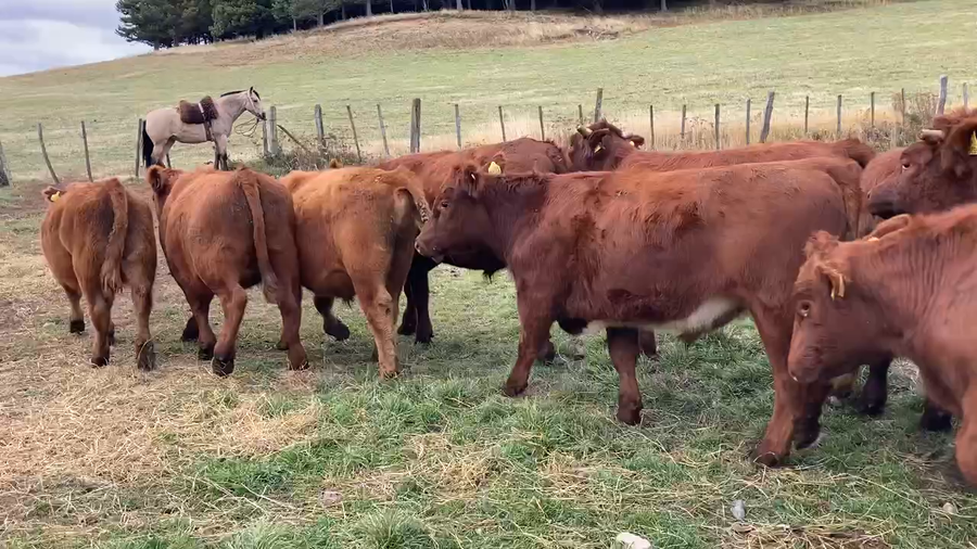 Lote 35 Novillo Engorda en  Coyhaique, XI Región Aysén