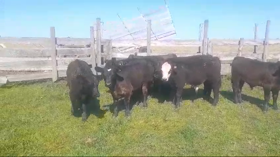 Lote (Vendido)9 Terneros ANGUS/ HEREFORD a remate en #50 Pantalla Carmelo 210kg -  en MIGUELETE