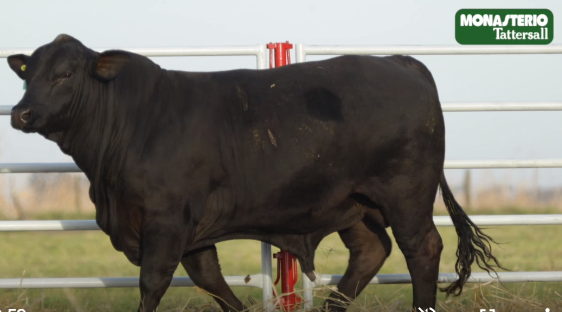 Lote TOROS GENERALES, CONTROLADOS Y REGISTRADOS