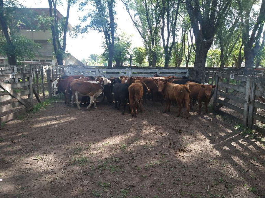 Lote 29 Terneras en Gral. Lamadrid, Buenos Aires