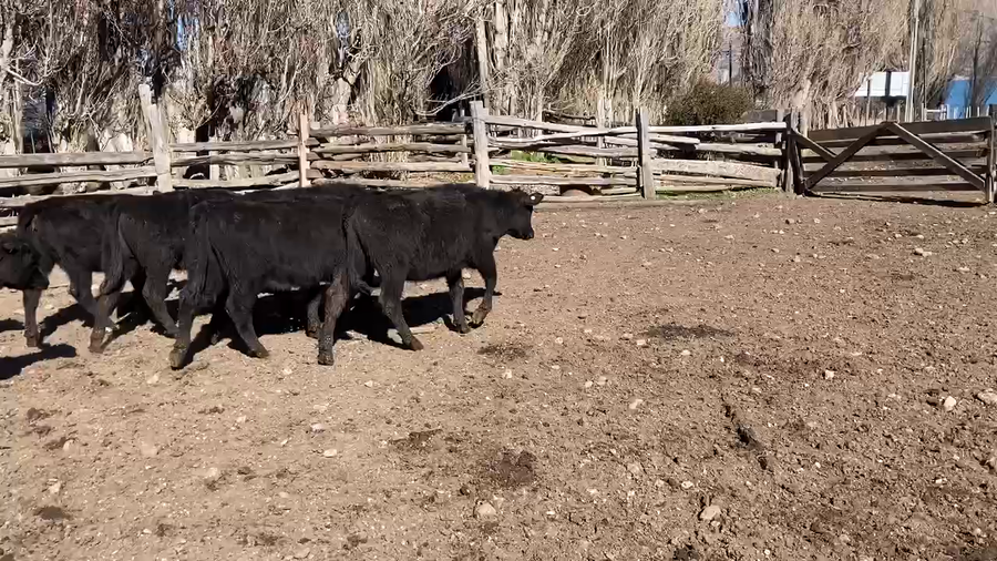 Lote 24 Ternera en Río Ibáñez, XI Región Aysén