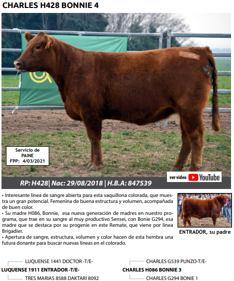 Lote VAQUILLONAS PEDRIGREE PREÑADAS