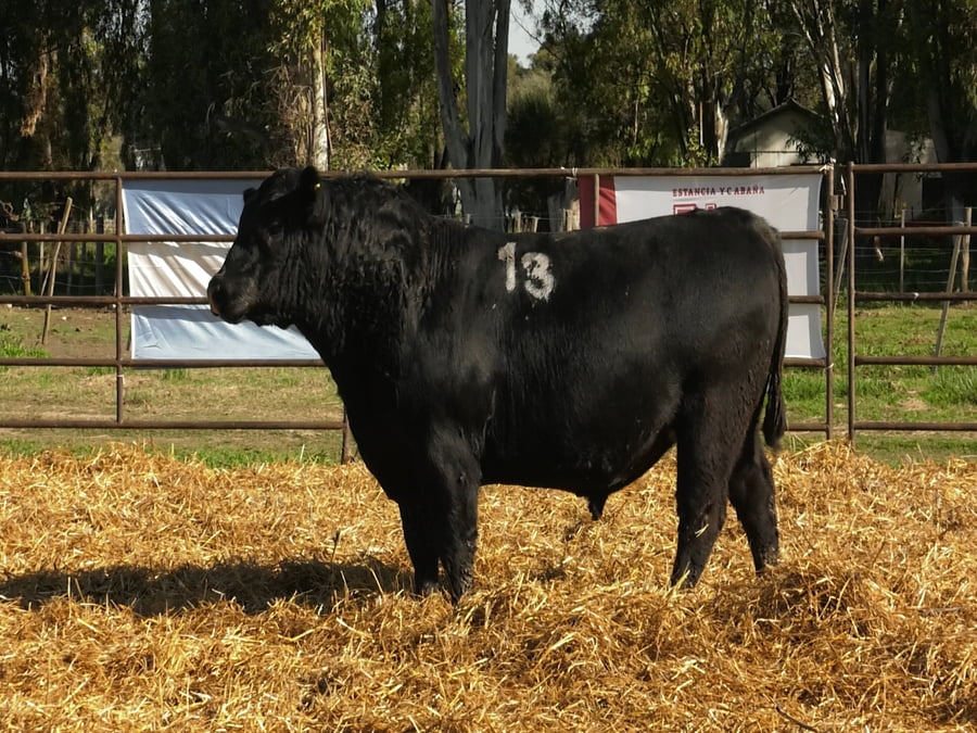 Lote TOROS ANGUS NEGROS PC