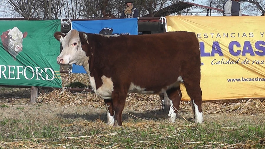 Lote VAQ. P- HEREFORD PP PARICIÓN PRIMAVERA
