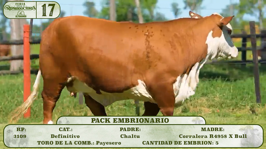 Lote LOTE 17