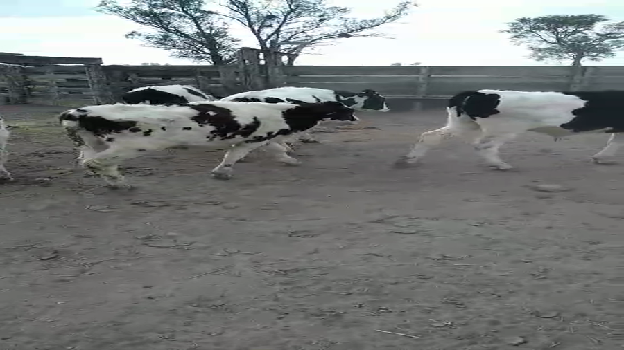 Lote 20 Novillitos Holando Argentino en Col. Bigand, Santa Fe