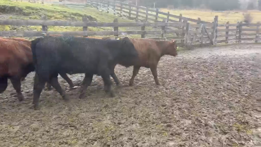 Lote 60 Ternero en Río Ibáñez, XI Región Aysén