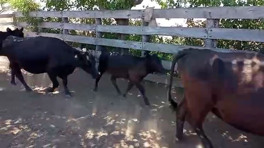Lote 20 Vacas CUT con cría en Entre Ríos, Villaguay
