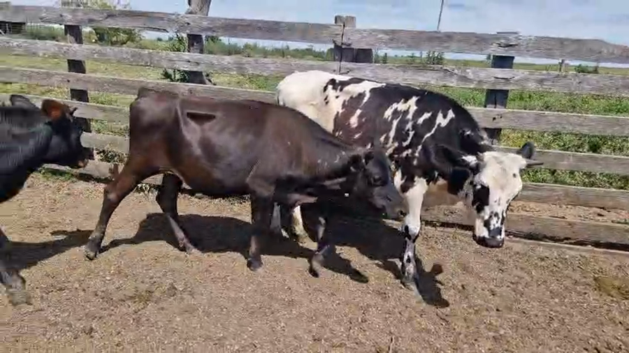 Lote 3 Vaquillonas  a remate en Pantalla Camy, San José