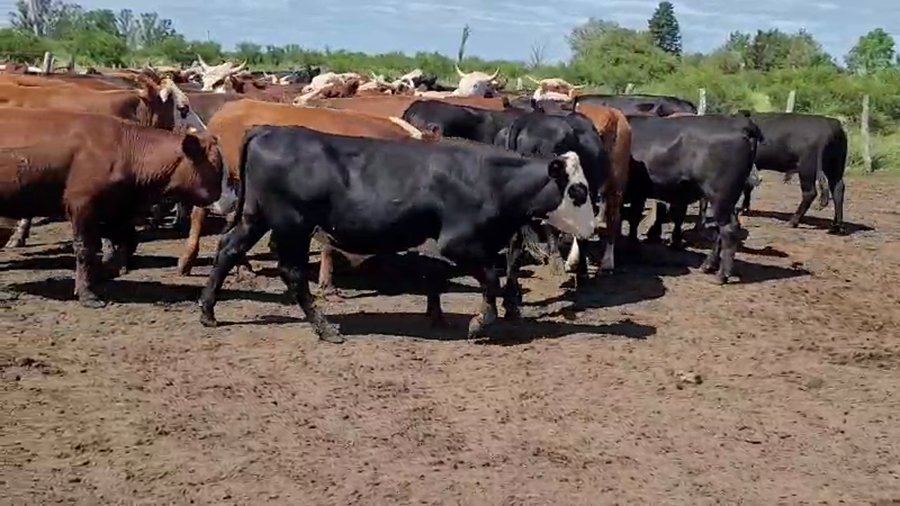 Lote 57 Novillos en Entre Ríos, Villaguay