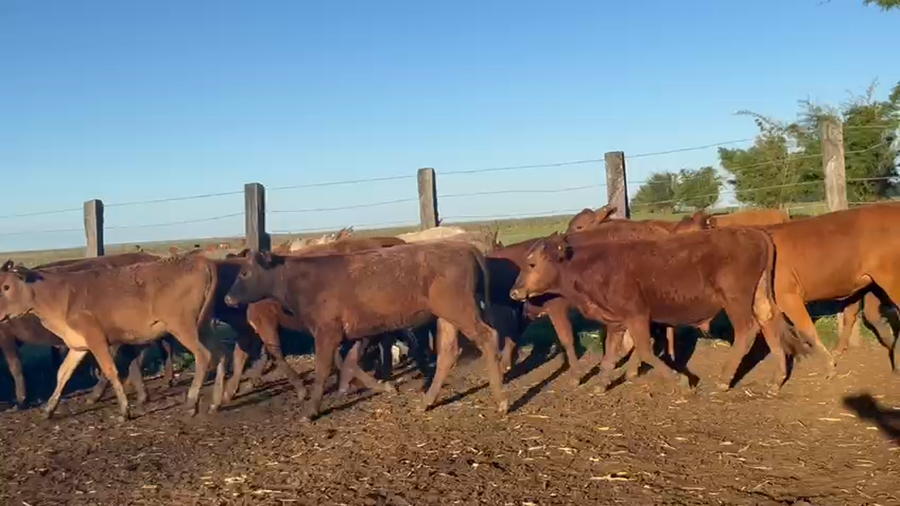 Lote 74 Terneros/as en Corrientes, Guaviravi