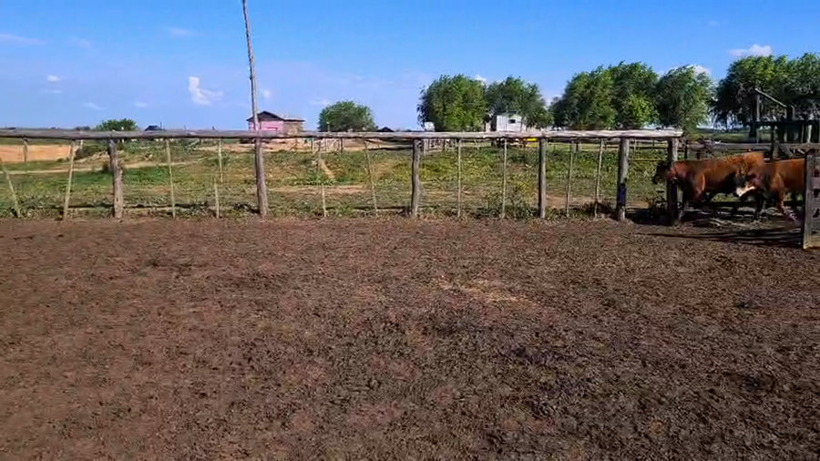 Lote 60 Terneros/as en Buenos Aires, San Pedro