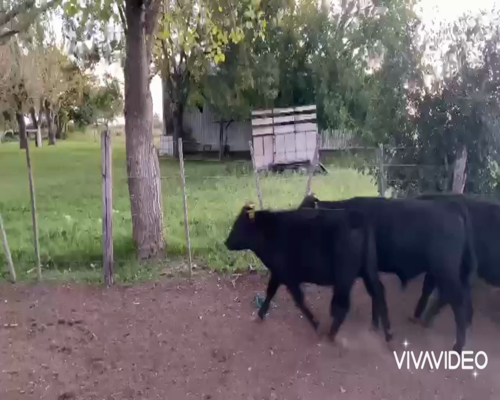 Lote 24 Terneros en La Plata, Buenos Aires