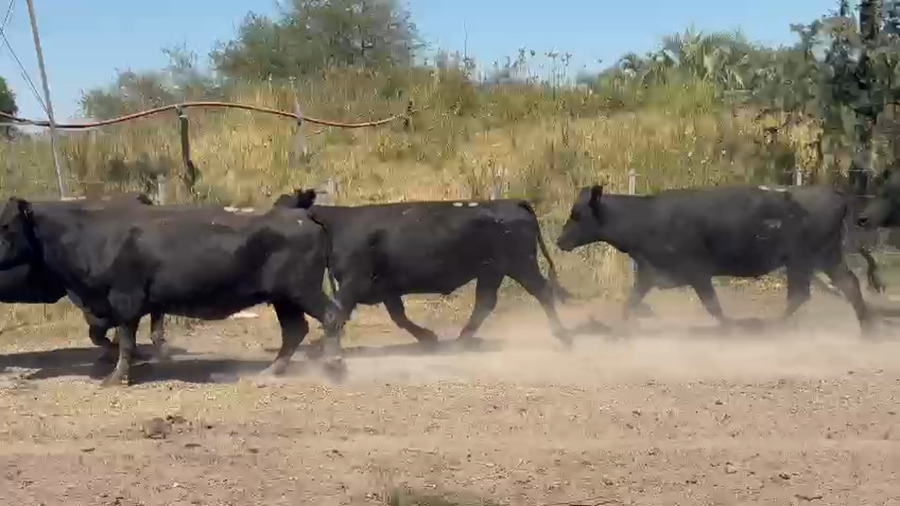 Lote 53 Vacas medio uso C/ gtia de preñez en Entre Ríos, Federación