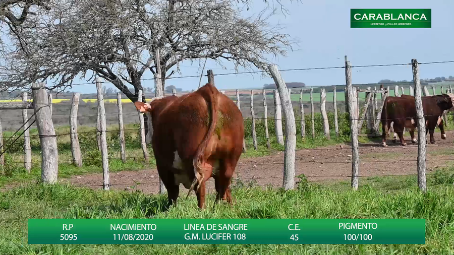 Lote Carablanca