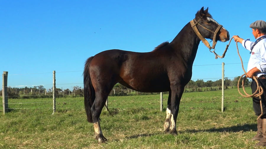 Lote MACARENA AMATISTA