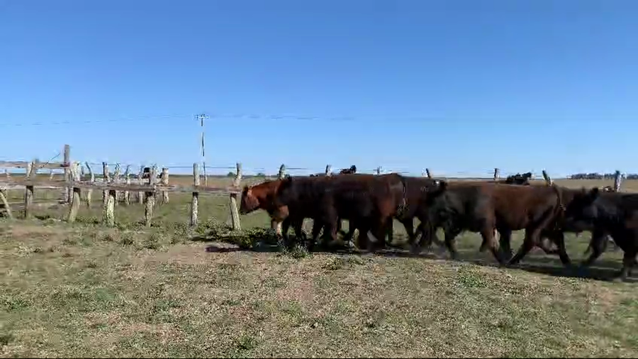 Lote 65 Novillitos