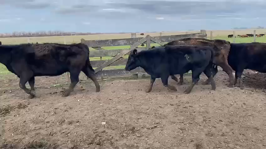 Lote 40 Vacas de invernar