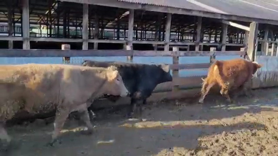 Lote 45 Novillo Gordo en Los Lagos, XIV Región Los Ríos