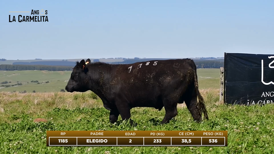 Lote RP 1185 - Angus La Carmelita