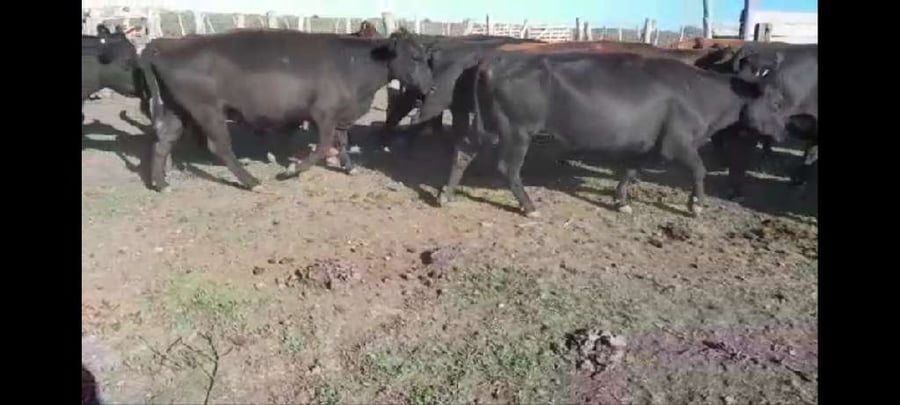 Lote 30 Vacas CUT preñadas en Villaguay, Entre Ríos