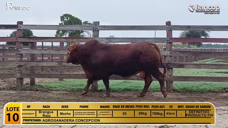 Lote Toros Brangus Rojo a remate en Viernes 30 de mayo- Remates PDC, Alto Paraguay