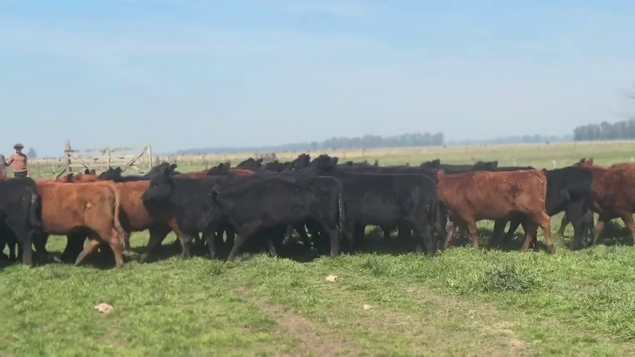 Lote 32 Terneras