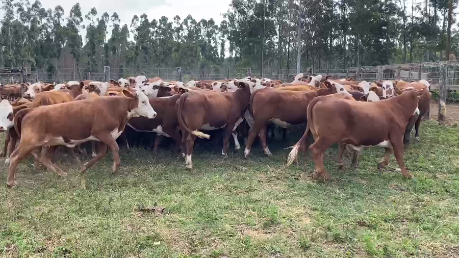 Lote 57 Vaquillonas P/ entorar en Ituzaingó, Corrientes