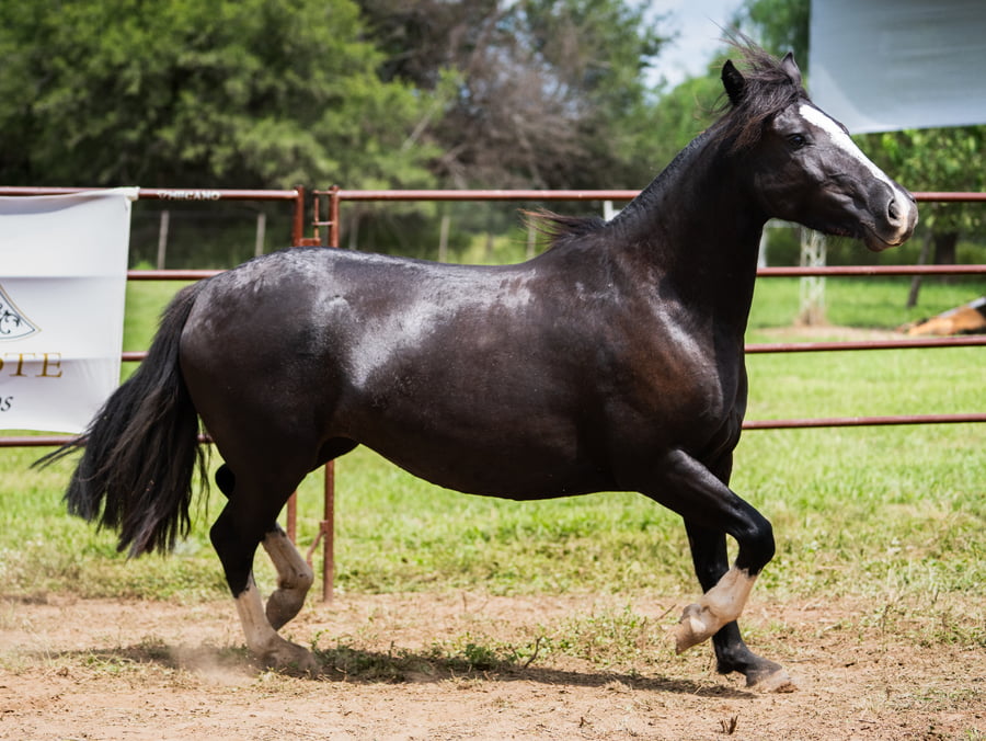 Lote SIRIGOTE LA BRASA